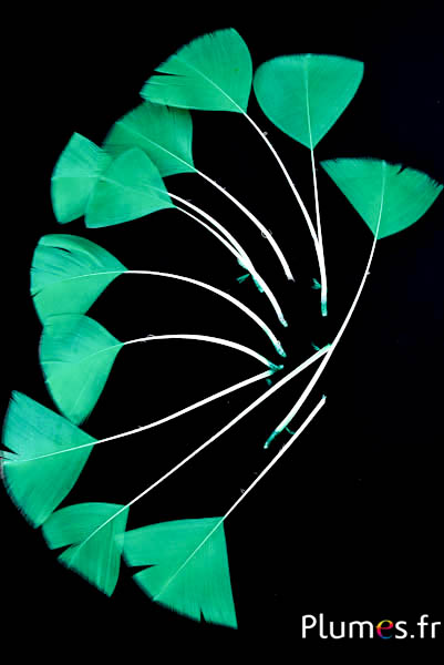 Petali in piume - 6-8 cm x 3-4 cm - verde